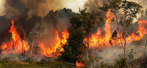 10 Heartbreaking Pictures Of The Amazon Wildfire Which Show The ...