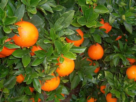 Naranja Valencia en Empacadora Frutas de México de México - ppfam.com
