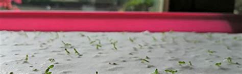 Marigold Seed Embedded Plantable Germination Paper – A4 Size, 280 GSM ...