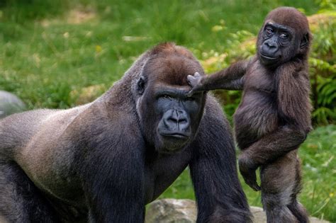 Majestic Gorilla Family: HD Wallpaper of Playful Primate Bond