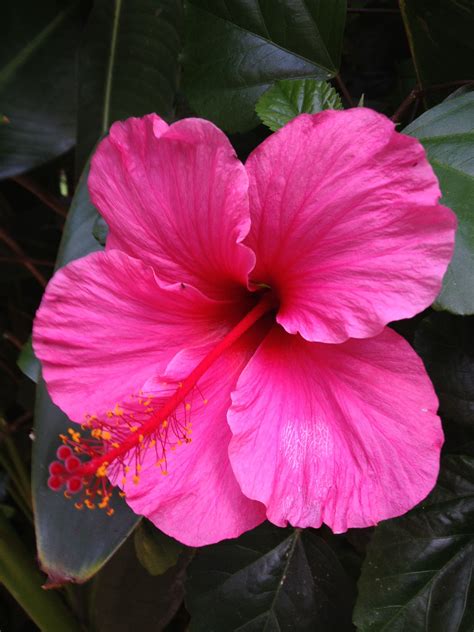An astounding list of hawaiian flowers with names and pictures – Artofit