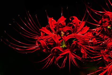 Red Spider Lily Wallpapers - Wallpaper Cave