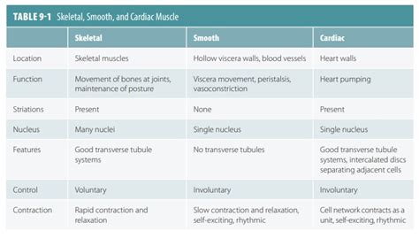 Image result for Muscle Structure Classifications