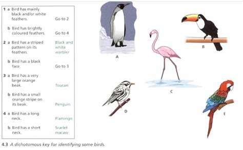 Image result for Classification System GCSE