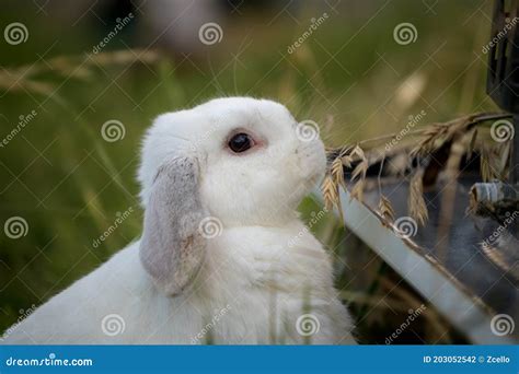 Lop bunny side view stock photo. Image of rabbit, white - 203052542
