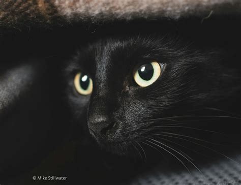 AGRI Committee votes on first-ever EU rules on welfare of dogs and cats - The European Institute ...