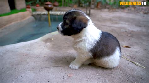 Poor rescued dog waited in the heat until they built a fish pond around ...