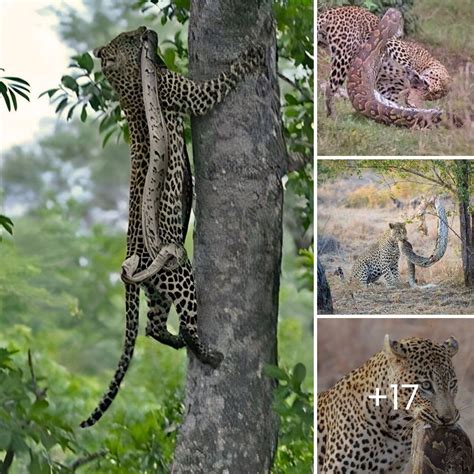 Image result for Leopard Fights Python