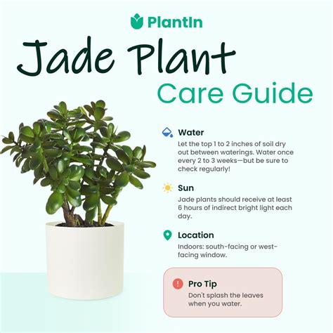 Jade plant care – Artofit