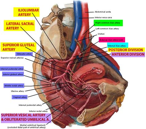 Iliac Artery - Common iliac artery, Internal & External iliac artery ...