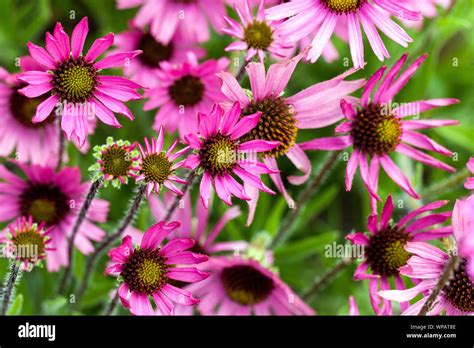 Image result for Multiplication Using Box Method