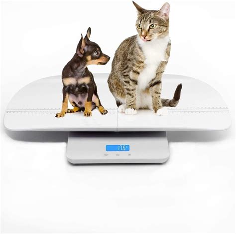 Scale For Weighing Kittens at Brock Kyte blog
