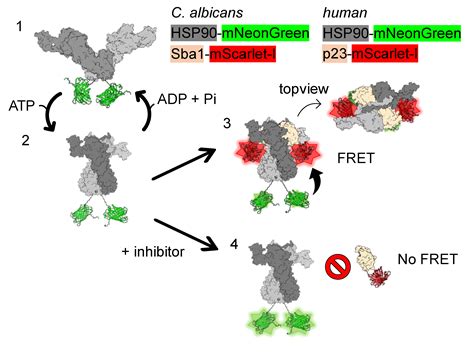 FRET Assays for the Identification of C. albicans HSP90-Sba1 and Human ...