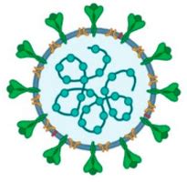 Overview of COVID-19 Disease: Virology, Epidemiology, Prevention ...