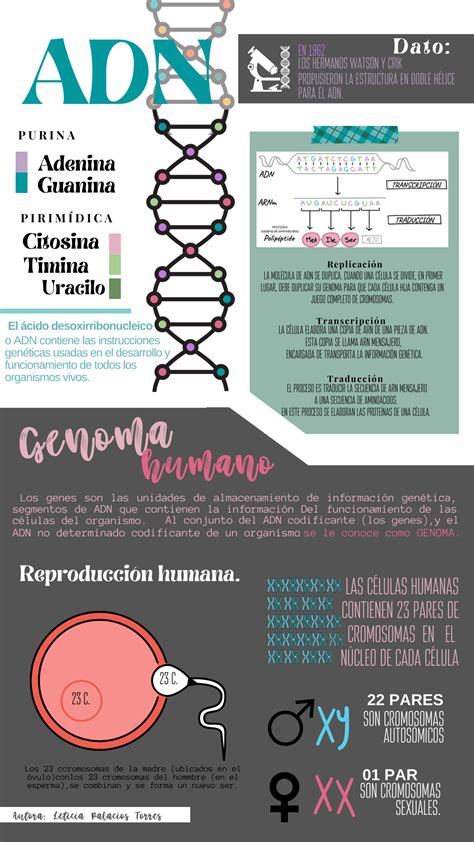 Dibujo Del Adn Y Sus Partes