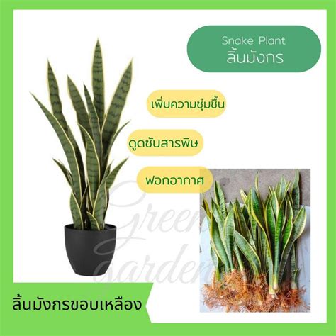 ต้นลิ้นมังกร ขอบสีเหลือง ต้นไม้ฟอกอากาศ Air Filtering Plants พร้อมส่ง ...