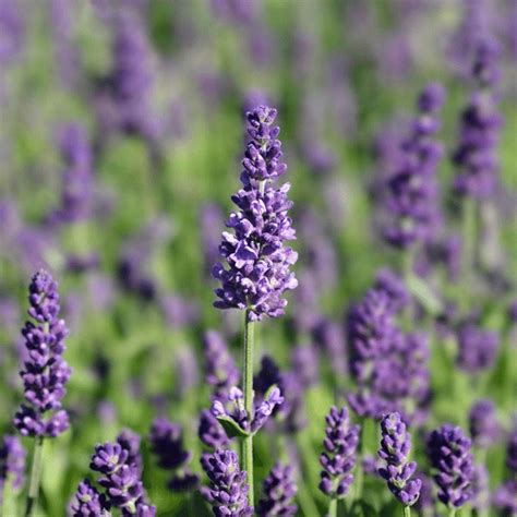 Amazon.com : Vera Lavender - Lavandula Angustifolia 'Vera' Flower Seeds ...