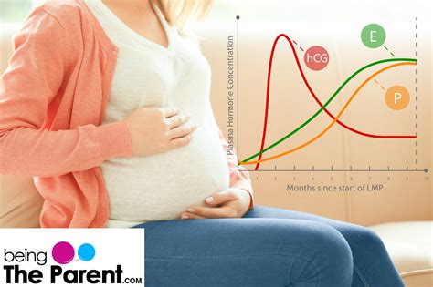 Progesterone During Pregnancy: What Happens If Its Level Is High Or Too Low? - Being The Parent