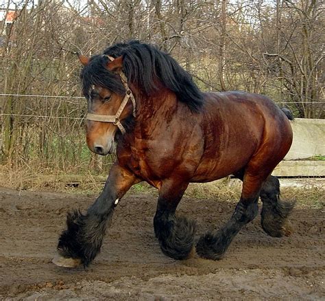 I love this hose | Belgian draft horse, Horses, Belgian horse