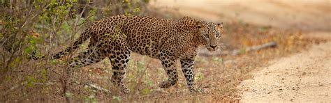 Haim Travel: Yala Holiday Packages