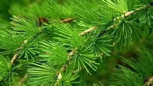 European Larch Tree: Ultimate Care Guide & Benefits 2024 – Grow Billion ...