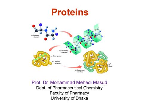 Biochemistry Protein Structure 的图像结果