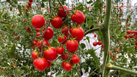 武汉育种的口感番茄成为市场新宠_县域经济网