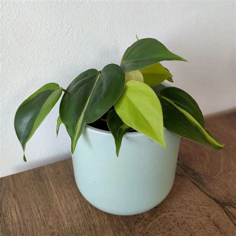Philodendron Brasil | Philo. Scandens Variegated – Lalit Enterprise