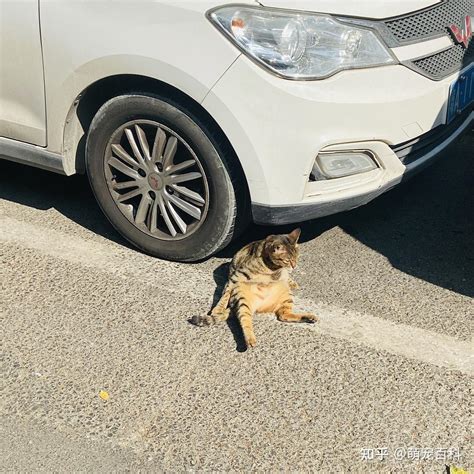 为什么马路上被压死的猫比狗多？过来人告诉你答案 - 知乎