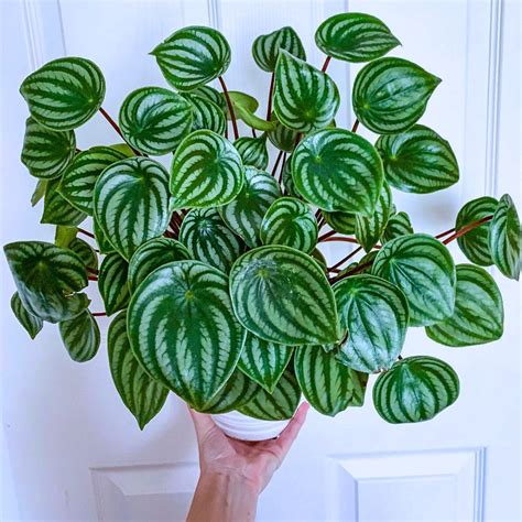 Real Unique Indoor Plants