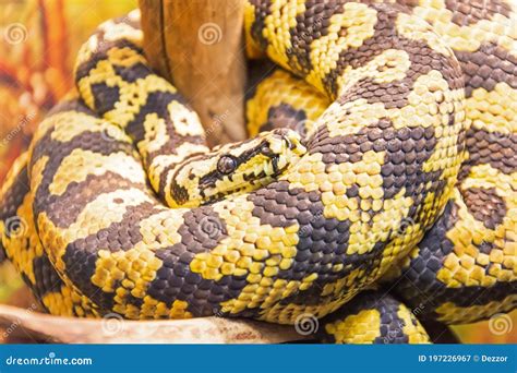 Image result for Carpet Python Heat Zones