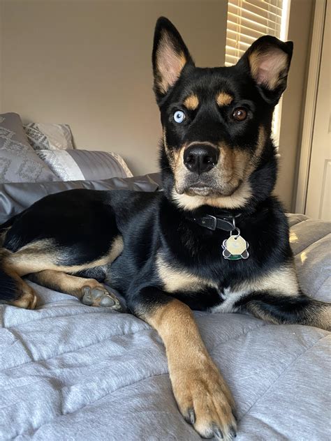 Siberian Husky Mixed With Rottweiler