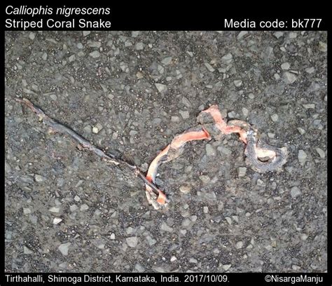 Calliophis nigrescens (Günther, 1862) - Striped Coral Snake | Reptiles