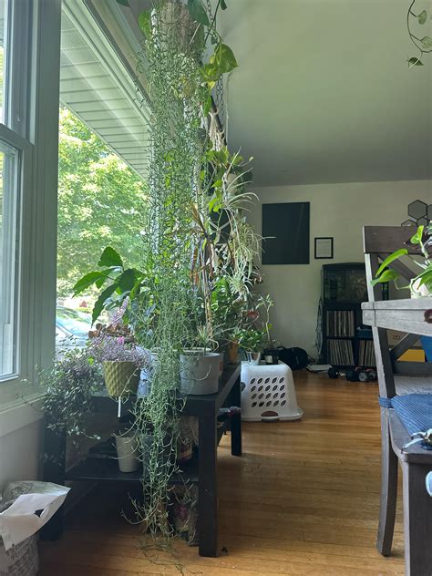 What to do when a hanging plant reaches the floor? : r/plants