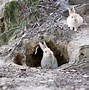 Image result for Bunny in the Wild