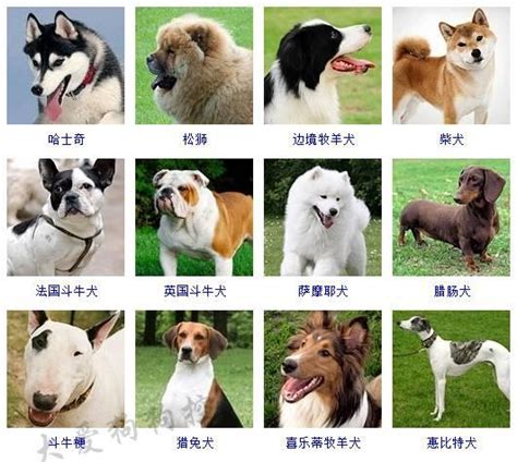 小狗取名大全500个 小狗狗的名字怎么起 - 万年历