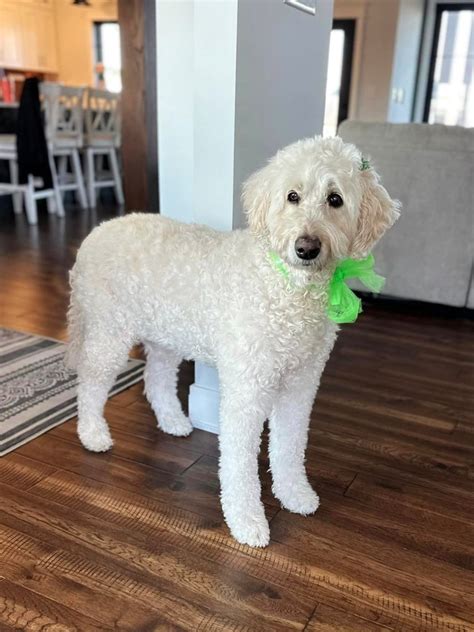 Goldendoodles for Sale in Indiana, Chicago, South Bend, Indianapolis ...