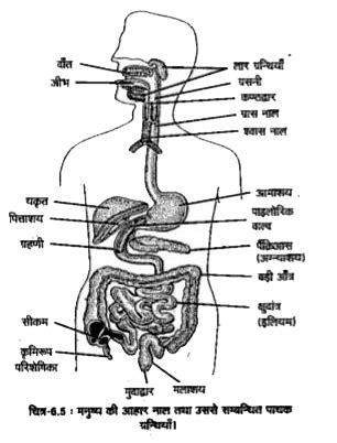 मनुष्य की आहार नाल का सचित्र वर्णन कीजिए।