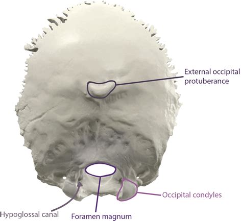 Occipital Bone Landmarks