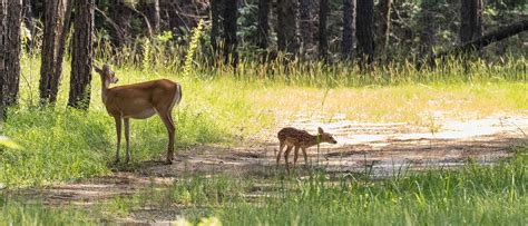 Tax Assessor - Collector - Angelina County