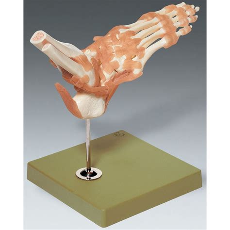 Functional Model of the Foot and Ankle Anatomical Chart Company NS54