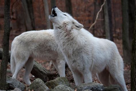 Image result for 51 Wolves Howling