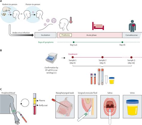 Viral shedding and viraemia of Andes virus during acute hantavirus infection: a prospective ...
