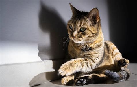 Wallpaper cat, cat, light, shadows for mobile and desktop, section ...