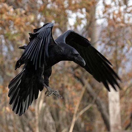 乌鸦 渡鸦 黑色的鸟 黑鸟 鸟类参考 鸦科参考