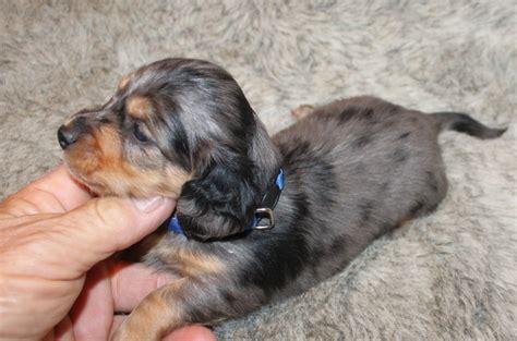 Blonde Long-Haired Dachshund for Sale | Select