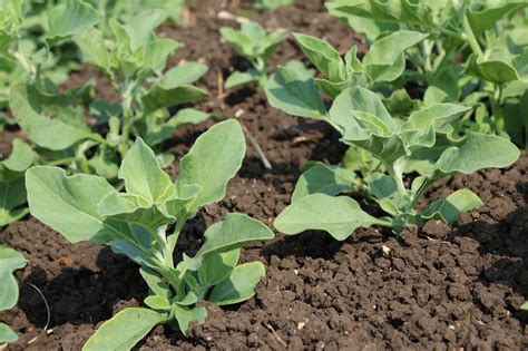 The Ashwagandha Story!