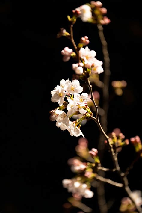 Spring Desktop Background 的图像结果