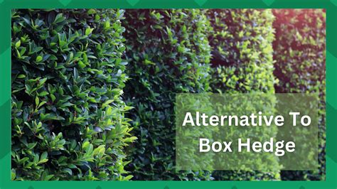 Good Alternative To Box Hedge at Ethan Heyer blog