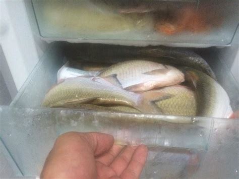 鱼在冰箱不宜存放太久！多久就不能吃了？